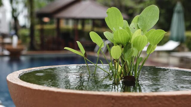 Rainy environmen in tropic, plants in clay pot and rain drops