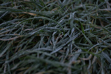 Icy frost on dense grass layers in early winter