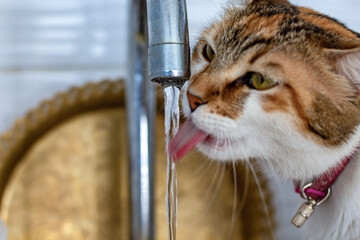 cat drinking water from fountain © yusuf