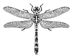 Dragonfly top view vector illustration
