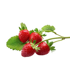 Four Ripe Strawberries on Green Stem isolated on a transparent background