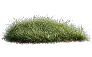 Clump of tall, wind-blown green and tan grass on black background
