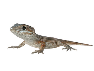 Fototapeta premium Lizard with brown stripes, small legs, and a head turned towards the camera