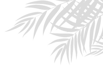 Soft Transparent Leaf Shadow realistic Overlay Effect in Vector Format for Clean, Realistic, and Nature-Themed Mockups