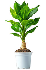 Fototapeta premium Lush green plant with broad leaves in a white pot, isolated on a black background