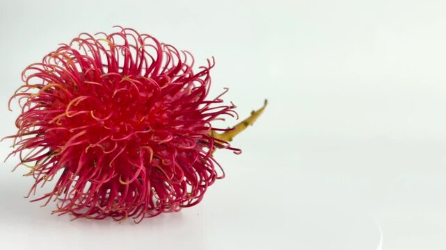 Red ripe rambutan fruit isolated on white background. Tropical exotic fruit with hairy red skin and sweet juicy flesh, closeup. copy space