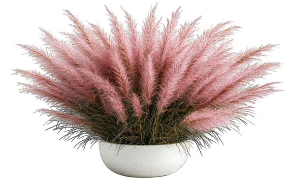 Ornamental pink pampas grass in a white pot against a black background