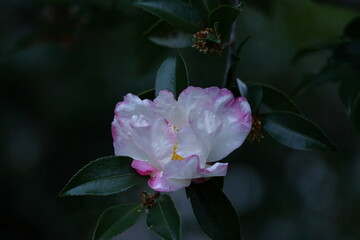 寒さの中で咲き誇る