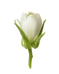 white rose bud isolated on white background.