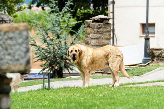 Golden dog explores a grassy park under a bright sunny sky with trees in the background