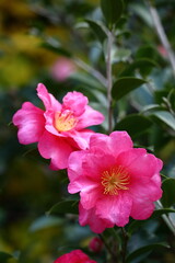 寒さの中で咲き誇る