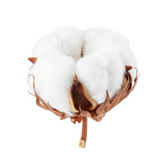 Cotton Bloom: Capturing the delicate beauty and soft texture of a single, pristine cotton bloom, ready for harvest.