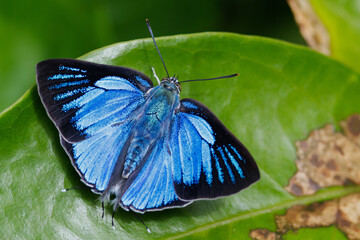 The Silver Royal butterfly standing on a leaf