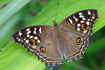 The Lemon Pansy butterfly standing on a leaf.