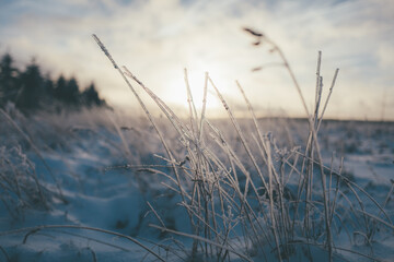 frozen grass in the morning