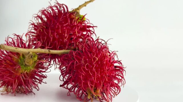 Ripe red rambutan on a branch isolated on white background. Tropical Southeast Asian fruit with hairy red skin and sweet white flesh rich in nutrients