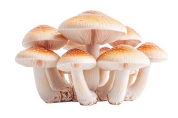 Enchanting Mushroom Cluster Isolated Wild Fungi Foraging Forest Floor Ecosystem Organic Food