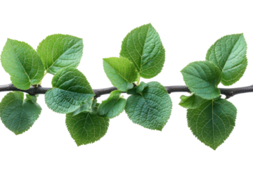 Fresh Green Leaves on a Branch Vibrant Foliage Nature s Renewal Growth Serenity Health Beauty