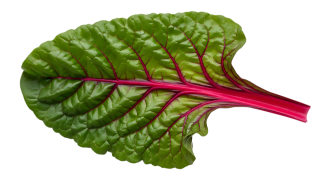 Vibrant swiss chard leaf with red stem isolated on transparent background