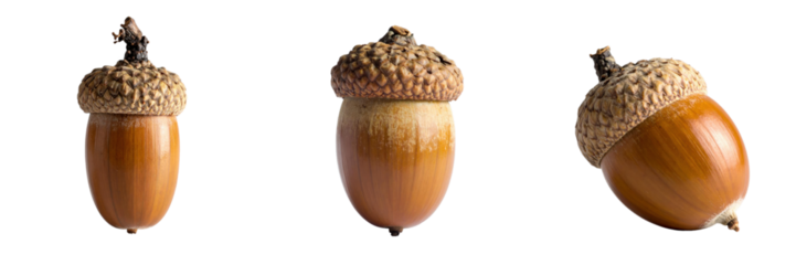Three Detailed Acorns On A Black Background Showing Varying Textures And Shapes isolated on transparent background. PNG die-cut for advertising