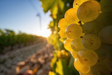 Vineyard at golden hour with mist settling over rows of vines and leading lines