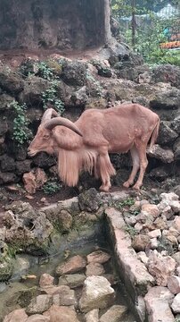 Barbary Sheep Drinking Water Near a Rocky Wall