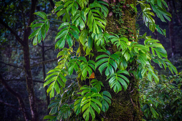 Fototapeta premium Vines Climbing a Mossy Tree Trunk With Rich Green Leaves