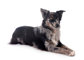 australian shepherd in studio
