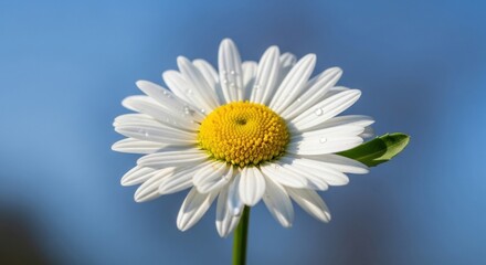 A single daisy flower with water droplets on its petals against a clear blue sky.