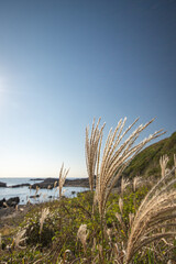 城ヶ島のすすき