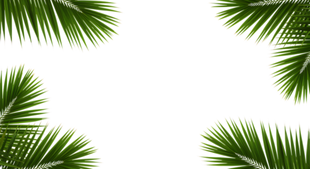 Four lush green palm leaves framing a black space on transparent background.