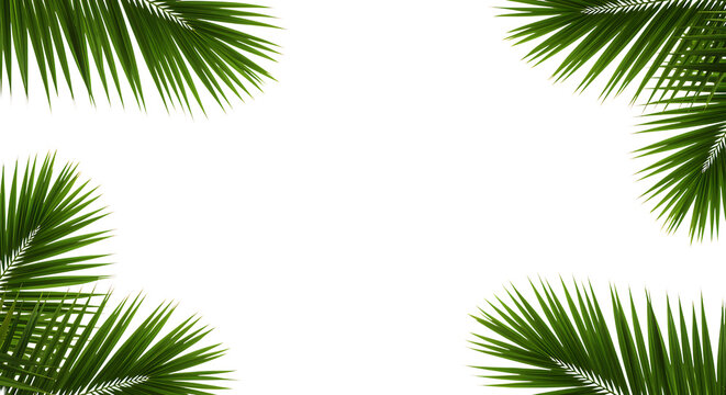 Four lush green palm leaves framing a black space on transparent background.