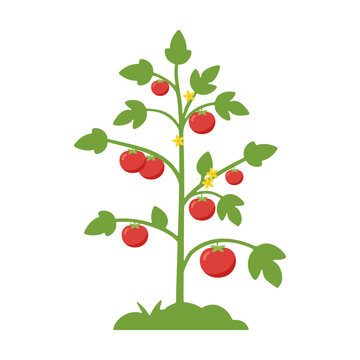 Flat vector illustration of a large mature tomato plant with fruits in a pot.