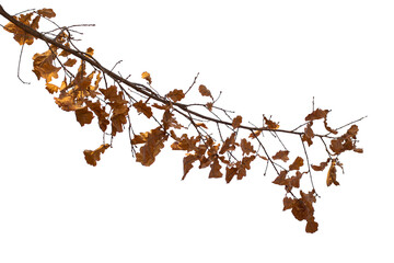  Photo of a natural oak branch with leaves on a transparent background