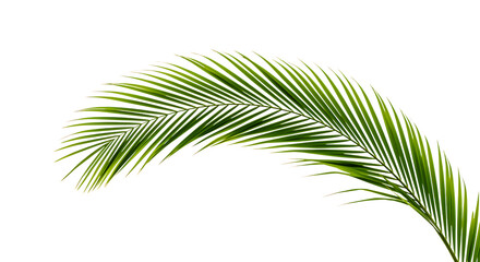 Obraz premium A vibrant green palm frond gracefully curving with detailed leaves on transparent background.