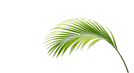 Obraz premium A single vibrant green palm leaf gracefully curving against a black backdrop on transparent background.