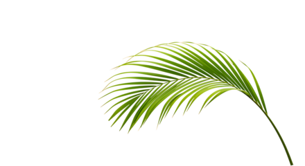 A single vibrant green palm leaf gracefully curving against a black backdrop on transparent background.