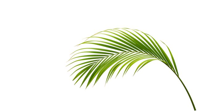 A single vibrant green palm leaf gracefully curving against a black backdrop on transparent background.