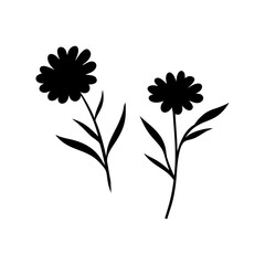 Collection, Elegant, Flower Hand Drawn Daisy Botanical Black color, vector