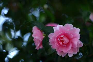 寒さの中で咲き誇る