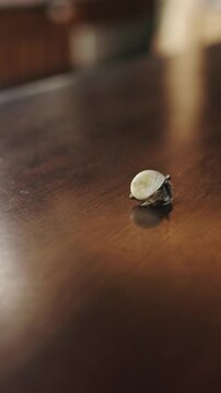 Hermit Crab walking on wooden table in tropical bar