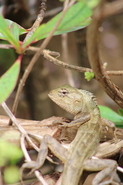 cam&eacute;l&eacute;on lezard
