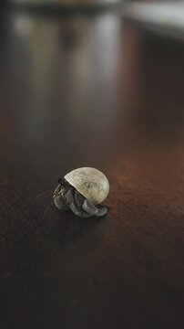 Hermit Crab walking on wooden table in tropical bar