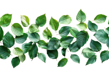 Green leaves pattern on black background nature botanical foliage fresh spring growth leaf textures