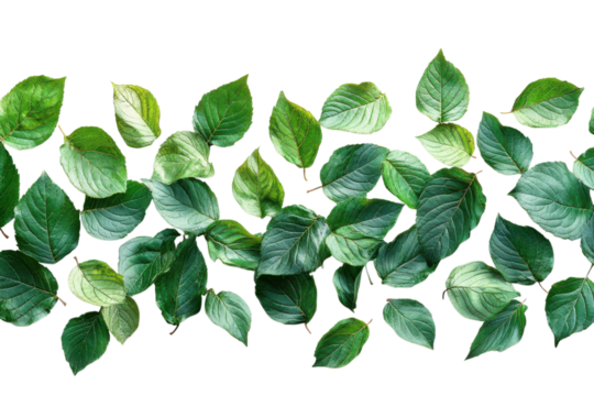 Green leaves pattern on black background nature botanical foliage fresh spring growth leaf textures