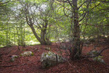 Exploring the serene woods of Vall d'Aran in Catalonia