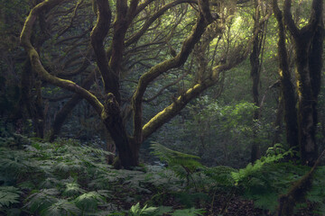 Mysterious Beauty of Laurel Forest in Anaga, Tenerife During Early Morning, Canary Islands