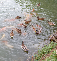 Obraz premium A group of ducks are swimming in a pond