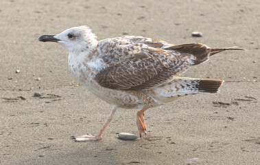 A bird is walking on the beach