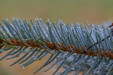 Macro photograph of Colorado blue spruce needles covered with numerous raindrops